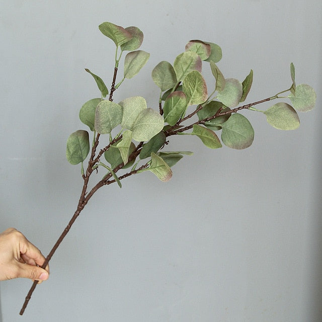 Colorful Eucalyptus Branches